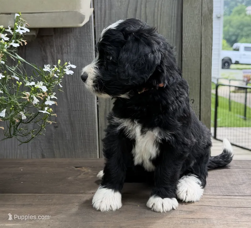 River – Bernedoodle puppy for sale in Ebensburg, PA