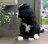River, a  Bernedoodle for sale in Ebensburg, PA – 1 of 4
