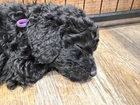Aspen, a female Bernedoodle for sale in Ebensburg, PA – 3 of 5