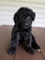 Aspen, a female Bernedoodle for sale in Ebensburg, PA – 2 of 5
