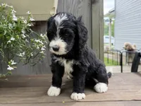 River, a  Bernedoodle for sale in Ebensburg, PA – 4 of 4