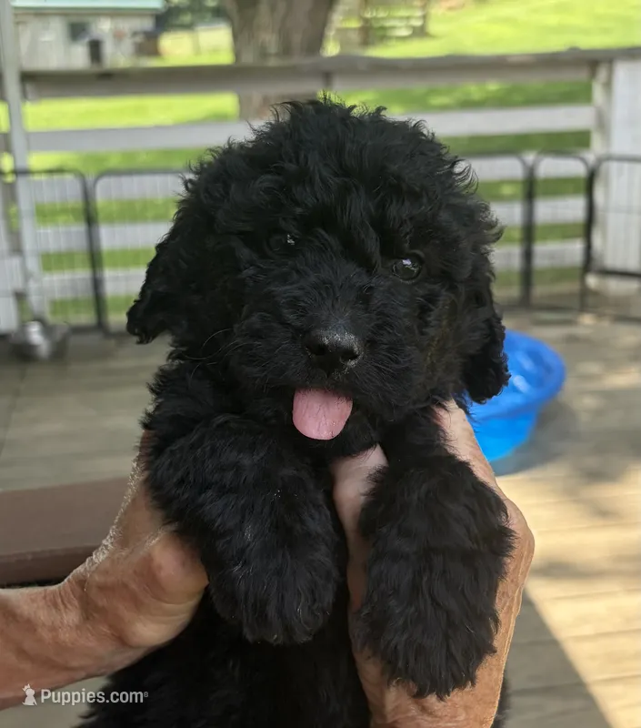 Aspen – Bernedoodle puppy for sale in Ebensburg, PA