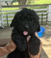 Aspen, a female Bernedoodle for sale in Ebensburg, PA – 1 of 5