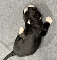 Ash, a female Bernedoodle for sale in Ebensburg, PA – 2 of 2