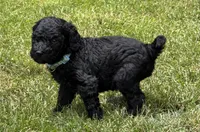 Reed, a male Bernedoodle for sale in Ebensburg, PA – 3 of 3