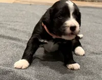 River, a female Bernedoodle for sale in Ebensburg, PA – 1 of 2
