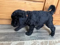 Jasper, a male Bernedoodle for sale in Ebensburg, PA – 4 of 4