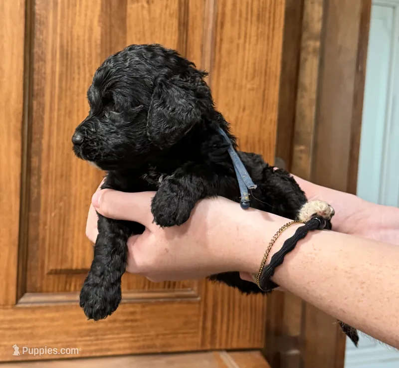 Sunny – Bernedoodle puppy for sale in Ebensburg, PA