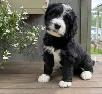 River, a  Bernedoodle for sale in Ebensburg, PA – 3 of 4