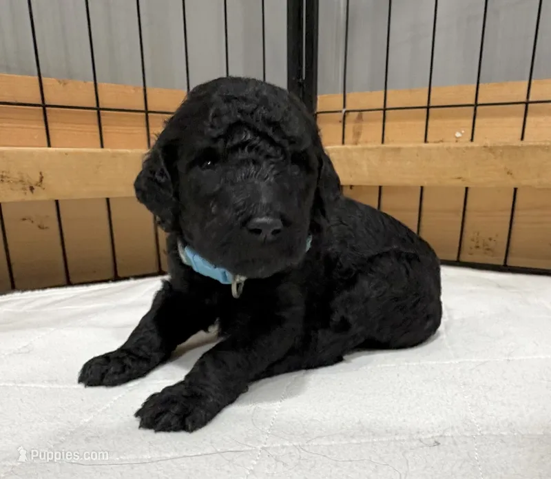 Reed – Bernedoodle puppy for sale in Ebensburg, PA