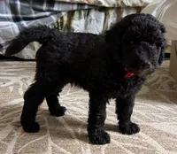 Jasper, a male Bernedoodle for sale in Ebensburg, PA – 3 of 4