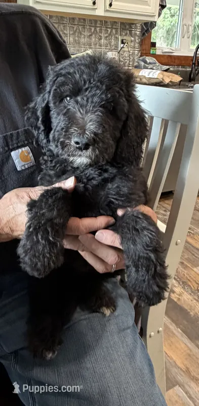 Jasper – Bernedoodle puppy for sale in Ebensburg, PA