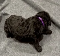Aspen, a female Bernedoodle for sale in Ebensburg, PA – 1 of 2