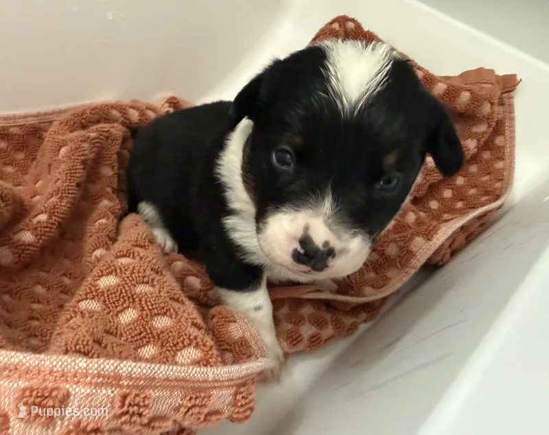 Buster – Australian Cattle Dog, Pembroke Welsh Corgi puppy for sale in Oregon City, OR