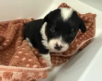 Buster, a male Australian Cattle Dog and Pembroke Welsh Corgi for sale in Oregon City, OR – 3 of 7