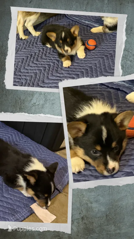 Binx – Australian Cattle Dog, Pembroke Welsh Corgi puppy on hold in Oregon City, OR