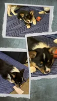 Binx, a male Australian Cattle Dog and Pembroke Welsh Corgi for sale in Oregon City, OR – 1 of 6