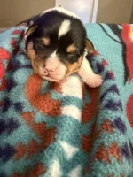 Buster, a male Australian Cattle Dog and Pembroke Welsh Corgi for sale in Oregon City, OR – 2 of 3