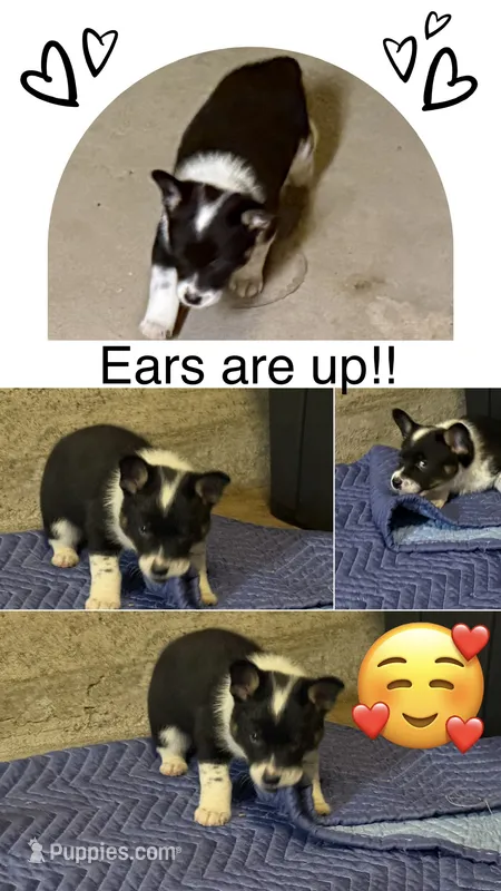 Buster – Australian Cattle Dog, Pembroke Welsh Corgi puppy on hold in Oregon City, OR