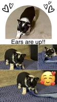 Buster, a male Australian Cattle Dog and Pembroke Welsh Corgi for sale in Oregon City, OR – 1 of 7
