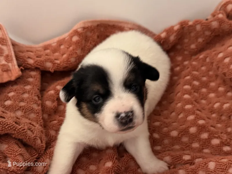 Sphinx  – Australian Cattle Dog, Pembroke Welsh Corgi puppy for sale in Oregon City, OR