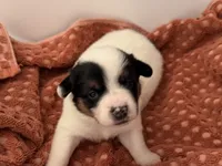 Sphinx , a female Australian Cattle Dog and Pembroke Welsh Corgi for sale in Oregon City, OR – 2 of 6