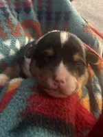 Buster, a male Australian Cattle Dog and Pembroke Welsh Corgi for sale in Oregon City, OR – 7 of 7