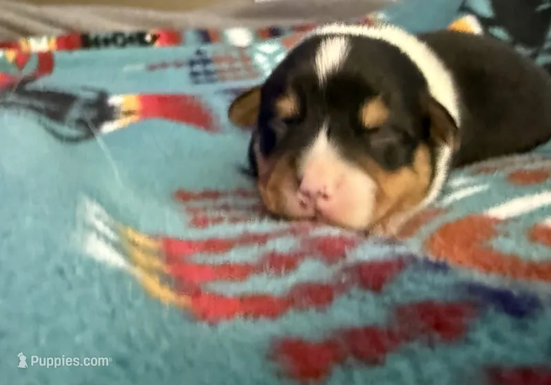 Buster – Australian Cattle Dog, Pembroke Welsh Corgi puppy for sale in Oregon City, OR