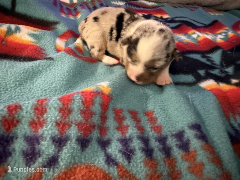 Poppy – Australian Cattle Dog, Pembroke Welsh Corgi puppy on hold in Oregon City, OR