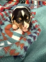 Buster, a male Australian Cattle Dog and Pembroke Welsh Corgi for sale in Oregon City, OR – 3 of 3