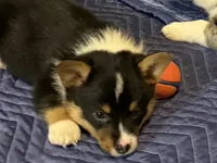 Binx, a male Australian Cattle Dog and Pembroke Welsh Corgi for sale in Oregon City, OR – 2 of 6