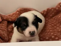 Sphinx , a female Australian Cattle Dog and Pembroke Welsh Corgi for sale in Oregon City, OR – 3 of 6