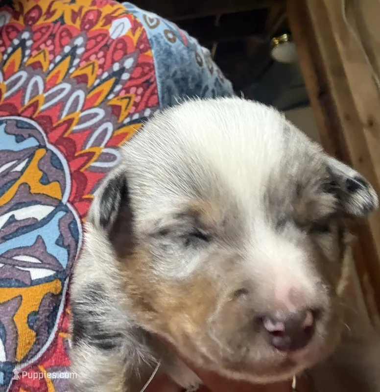 Trigger – Australian Cattle Dog, Pembroke Welsh Corgi puppy for sale in Oregon City, OR