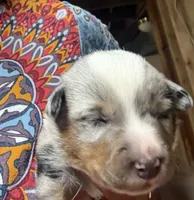 Trigger, a male Australian Cattle Dog and Pembroke Welsh Corgi for sale in Oregon City, OR – 1 of 4