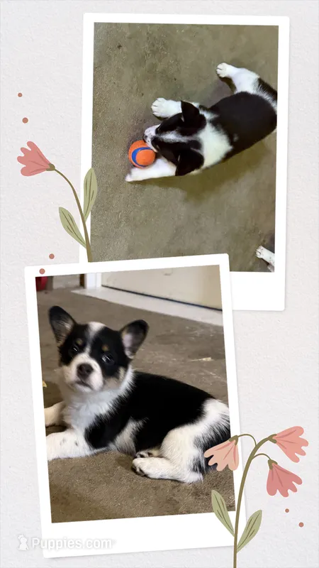 Shilo – Australian Cattle Dog, Pembroke Welsh Corgi puppy for sale in Oregon City, OR