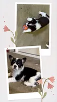 Shilo, a female Australian Cattle Dog and Pembroke Welsh Corgi for sale in Oregon City, OR – 1 of 8