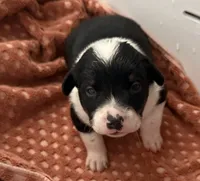 Buster, a male Australian Cattle Dog and Pembroke Welsh Corgi for sale in Oregon City, OR – 4 of 7