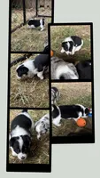 Shilo, a female Australian Cattle Dog and Pembroke Welsh Corgi for sale in Oregon City, OR – 4 of 8