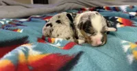 Poppy, a female Australian Cattle Dog and Pembroke Welsh Corgi for sale in Oregon City, OR – 2 of 3