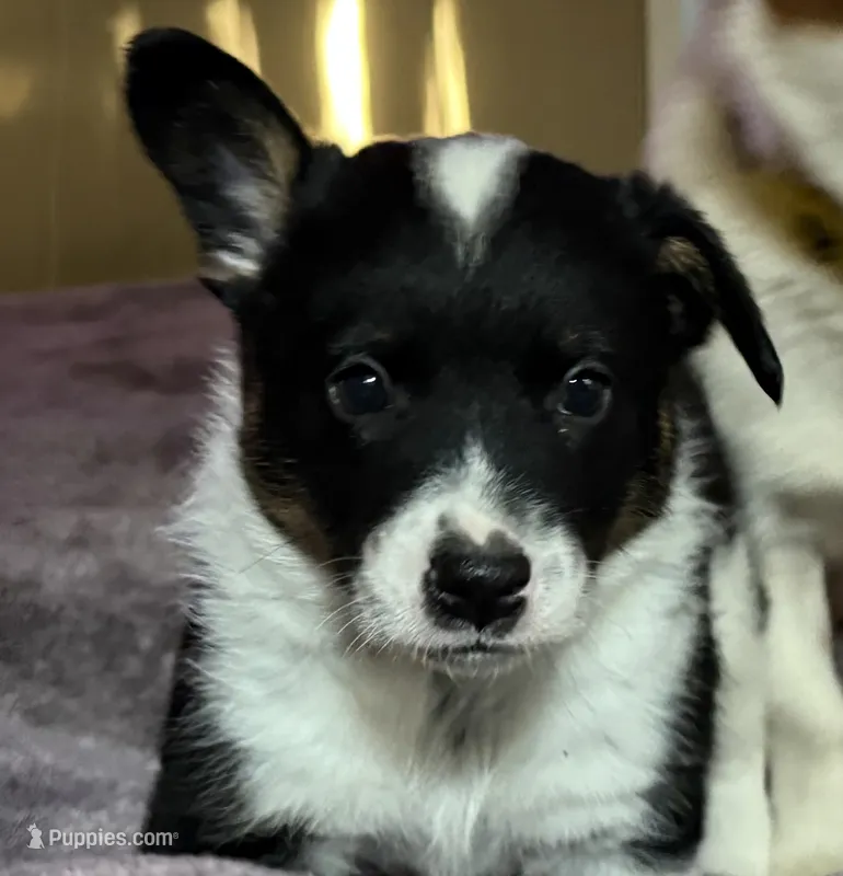 Buster – Australian Cattle Dog, Pembroke Welsh Corgi puppy for sale in Oregon City, OR