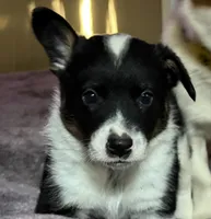 Buster, a male Australian Cattle Dog and Pembroke Welsh Corgi for sale in Oregon City, OR – 2 of 7