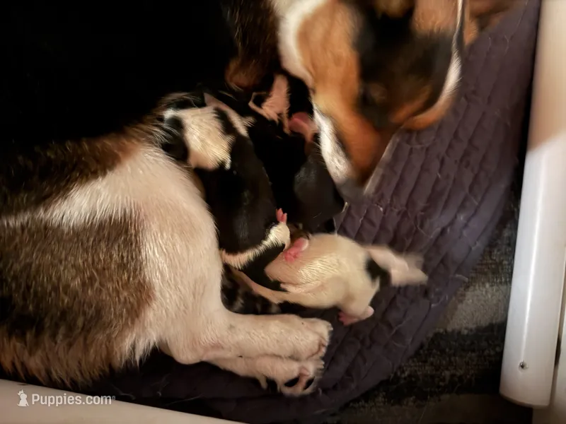 Puppies – Australian Cattle Dog, Pembroke Welsh Corgi puppy for sale in Oregon City, OR