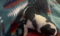 Shilo, a female Australian Cattle Dog and Pembroke Welsh Corgi for sale in Oregon City, OR – 2 of 4