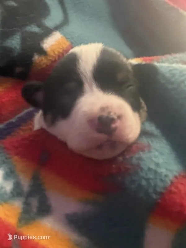 Shilo – Australian Cattle Dog, Pembroke Welsh Corgi puppy on hold in Oregon City, OR