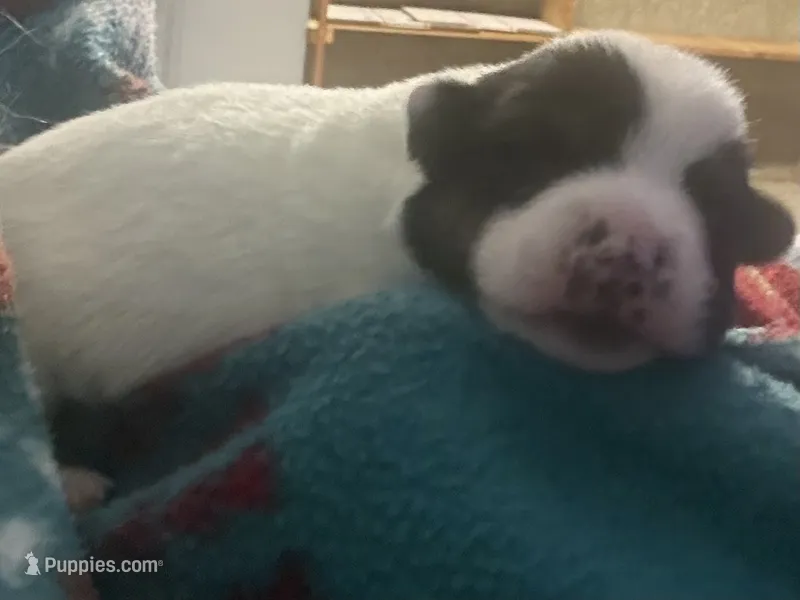 Sphinx  – Australian Cattle Dog, Pembroke Welsh Corgi puppy for sale in Oregon City, OR