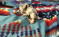 Poppy, a female Australian Cattle Dog and Pembroke Welsh Corgi for sale in Oregon City, OR – 3 of 3