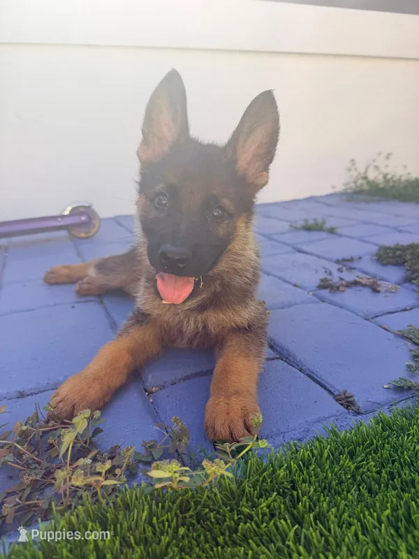 Gina  – German Shepherd Dog puppy for sale in Miami, FL