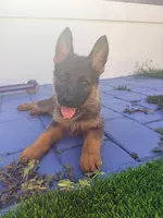 Gina , a female German Shepherd Dog for sale in Miami, FL – 1 of 1
