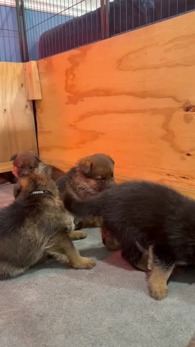 Georgina, a female German Shepherd Dog for sale in Miami, FL – 4 of 4