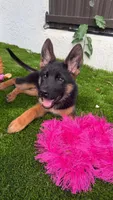 Fabiola, a female German Shepherd Dog for sale in Miami, FL – Photo 5 of 8